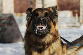 Selalu Waspada Rabies